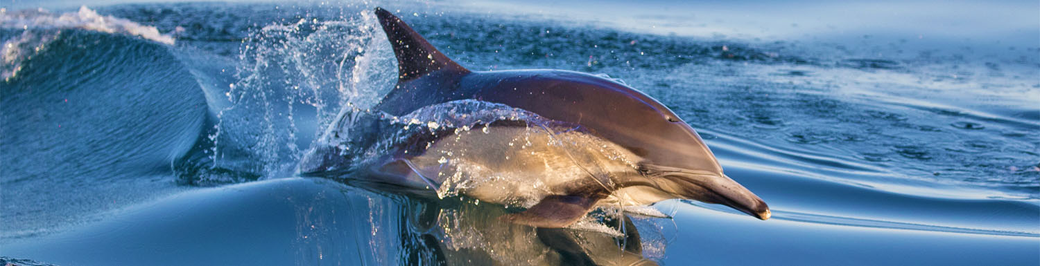 common dolphin newport beach