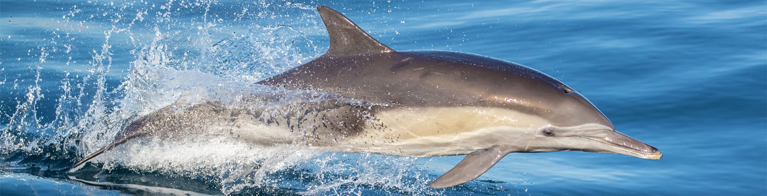 newport beach common dolphin