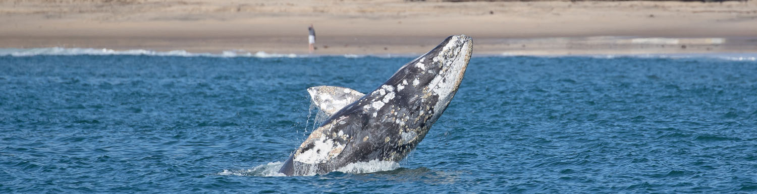 newport beach grey whale